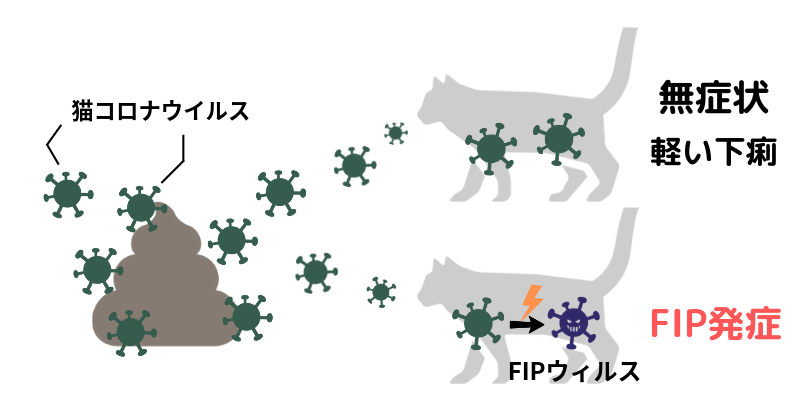 猫伝染性腹膜炎(FIP)に新薬gs-441524登場！特効薬になるか！？  げ 