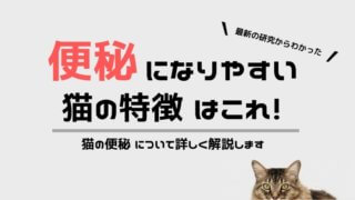 猫の便秘