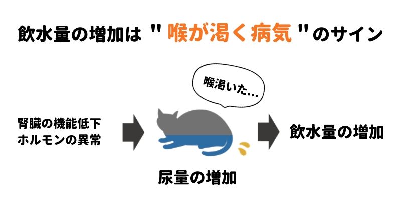 猫が水を飲み過ぎる】よく水を飲むのは病気のサイン。飲水量を測ろう 