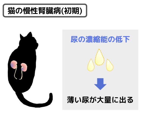 猫が水を飲み過ぎる】よく水を飲むのは病気のサイン。飲水量を測ろう 