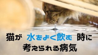 猫が水をよく飲む時に考えられる病気