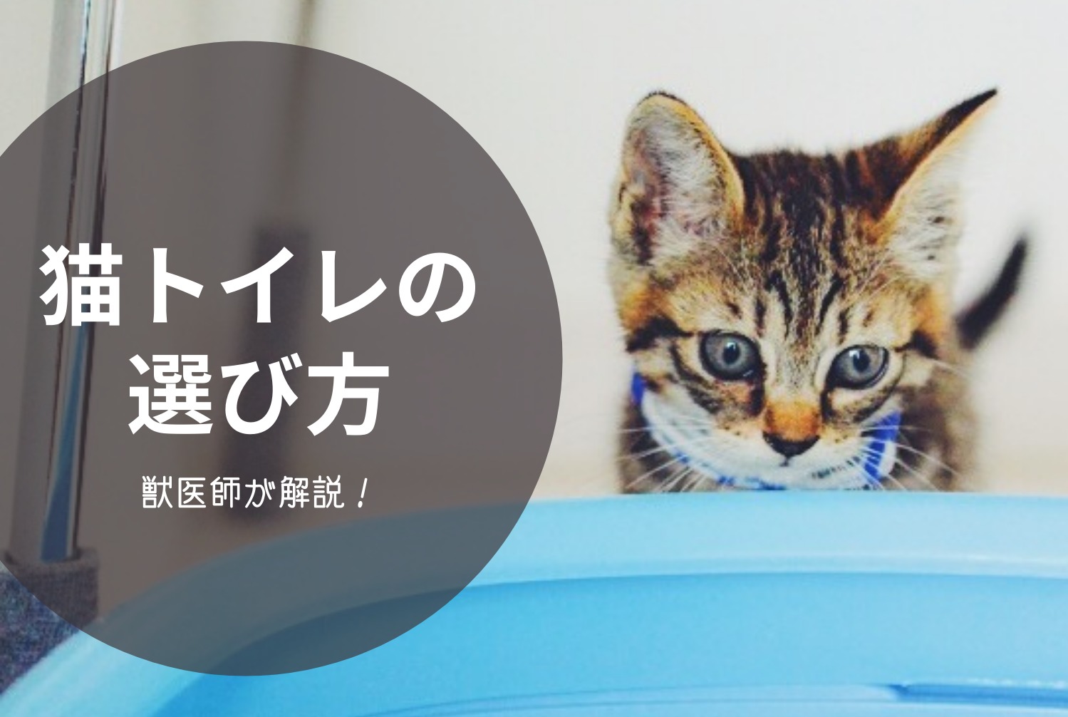 獣医師が解説 猫にトイレのしつけは不要 トイレのサイズや猫砂を見直そう げぼくの教科書