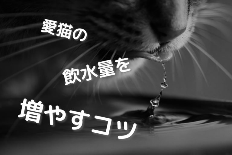 猫が水を飲まない 飲水量を増やすおすすめの水分補給法を解説 げぼくの教科書